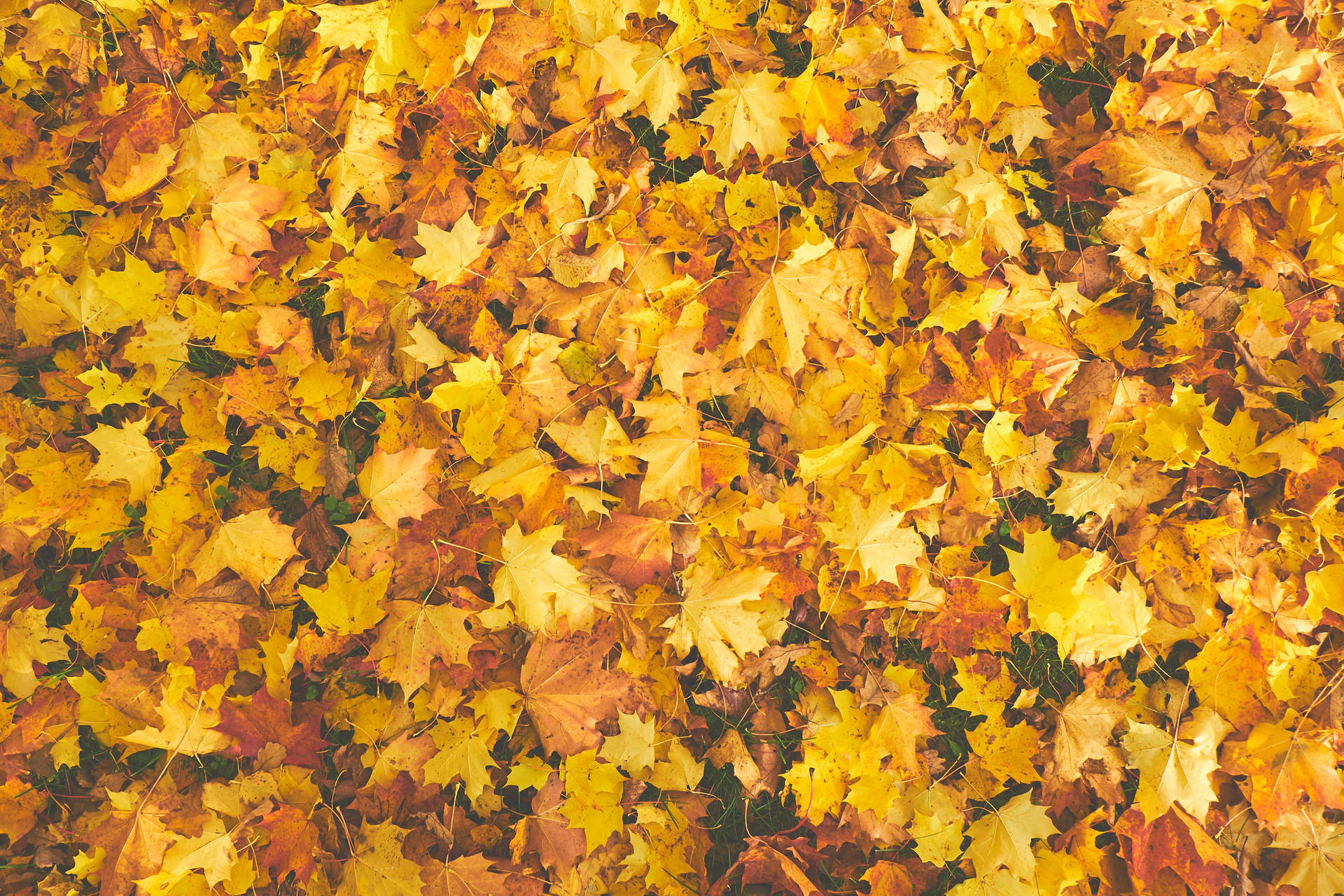 Vibrant Yellow Maple Leaves Background