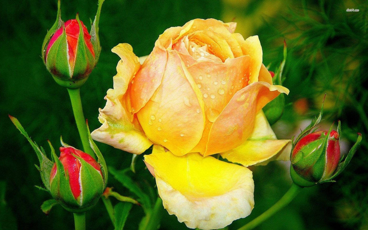 Vibrant Yellow Rose In Full Bloom Background