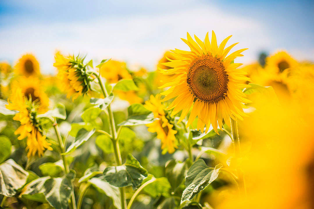 Vibrant Yellow Sunflower Aesthetic Background