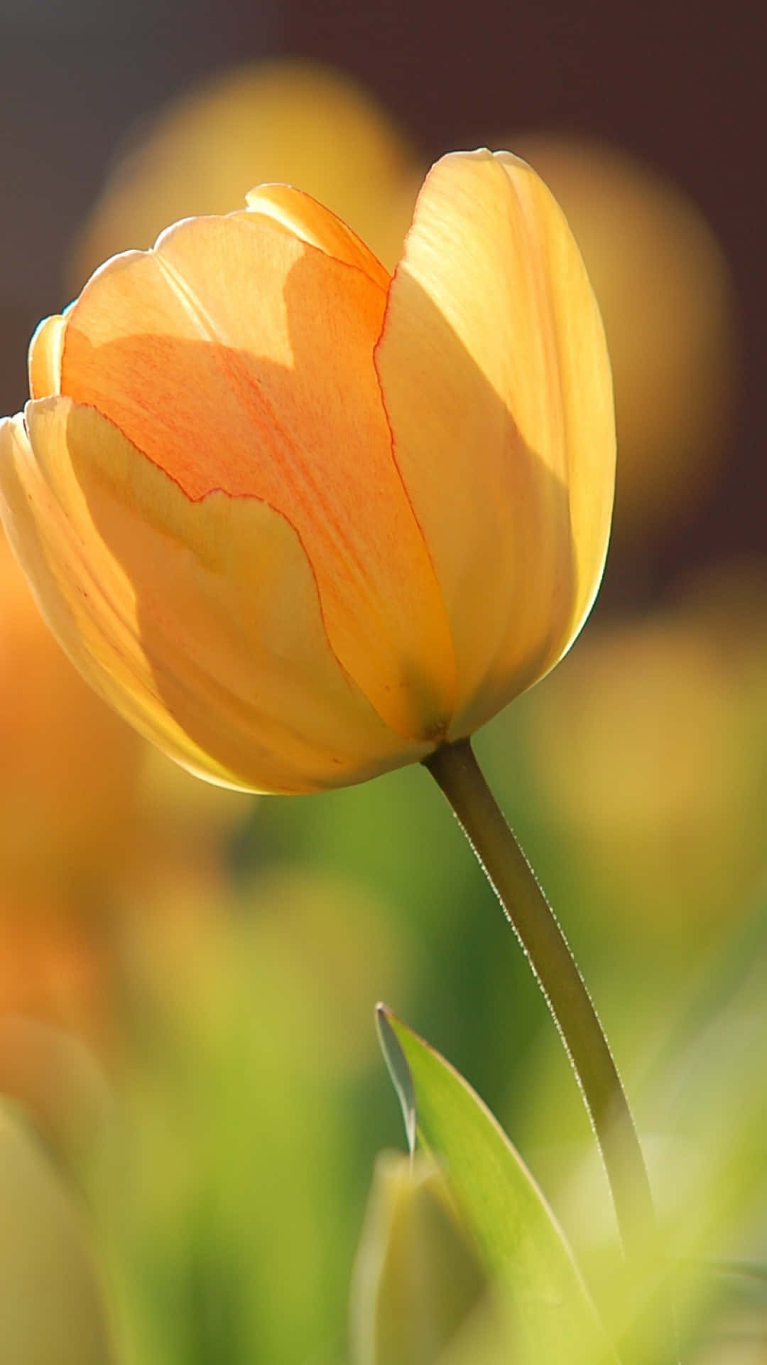 Vibrant Yellow Tulip Sunlit Background