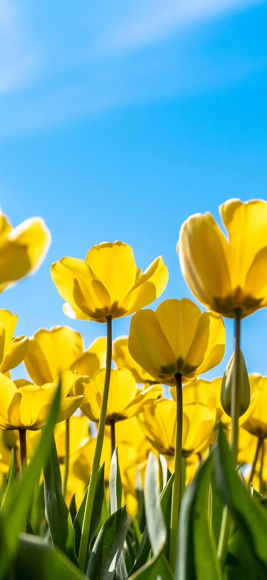 Vibrant Yellow Tulips Under Blue Sky Background