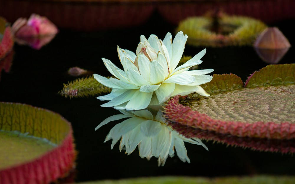 Victoria Water Lily Background