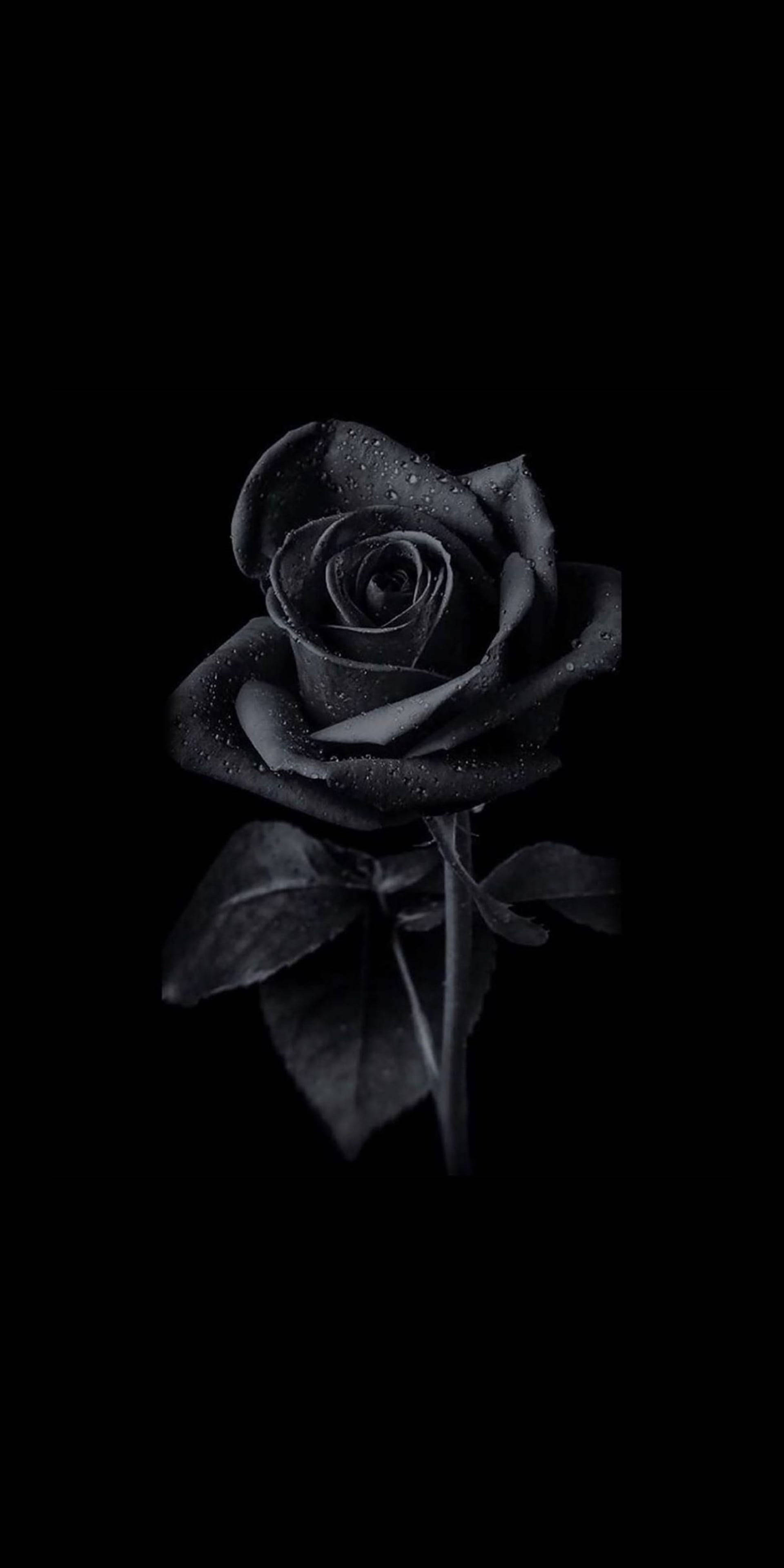 Victorian Velvet Black Rose Iphone