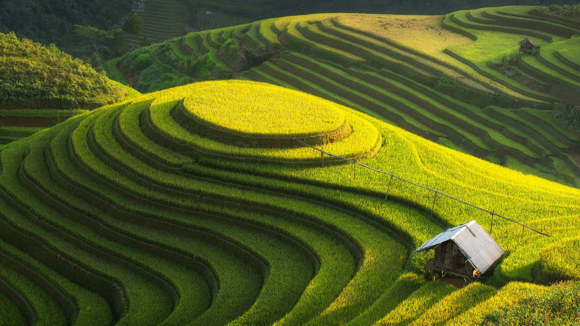 Vietnam Rice Fields And Green Hills Background