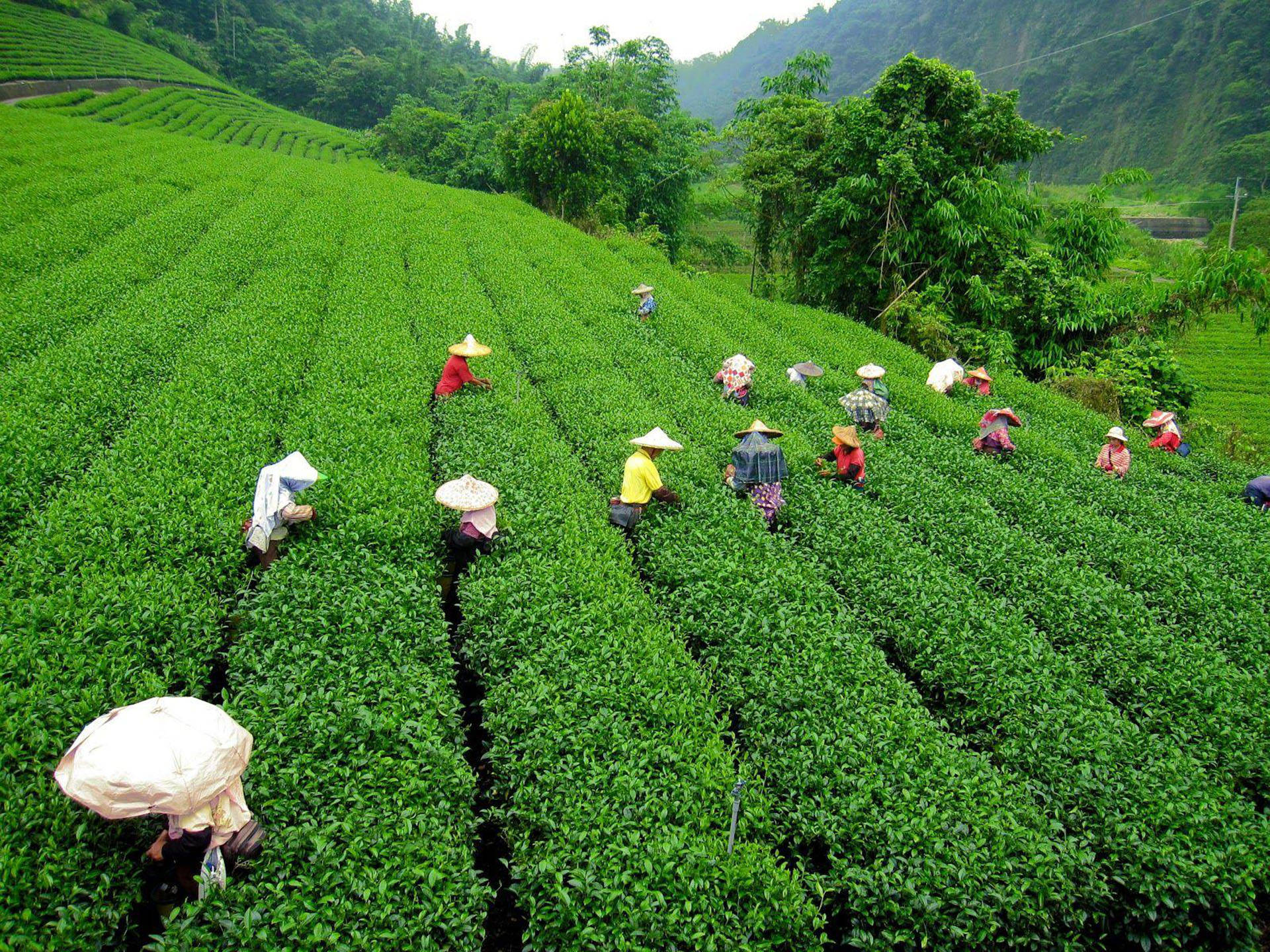 Vietnam Tea Garden Background