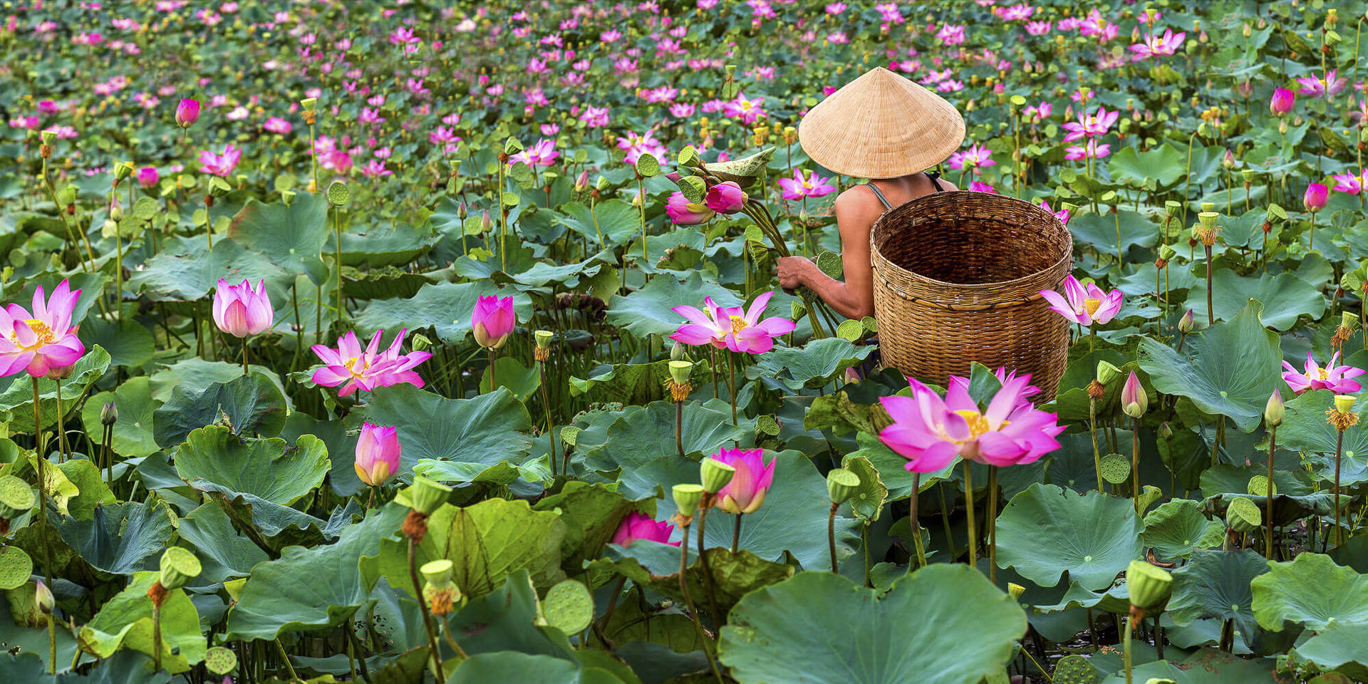 Vietnamese Lotus Flowers Background