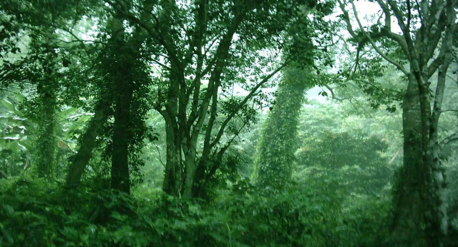 View From Inside The Dark Green Forest. Background