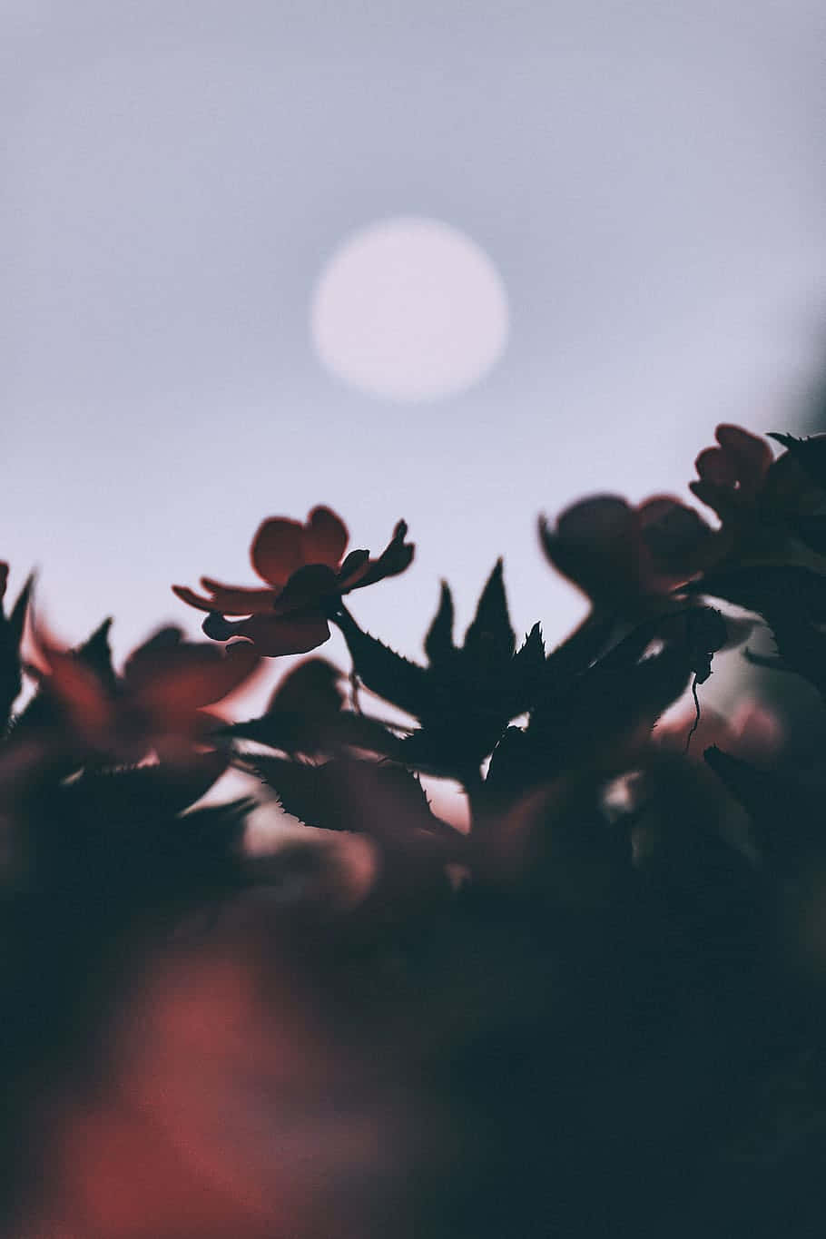 View Of The Moon Nature Android Hd Background