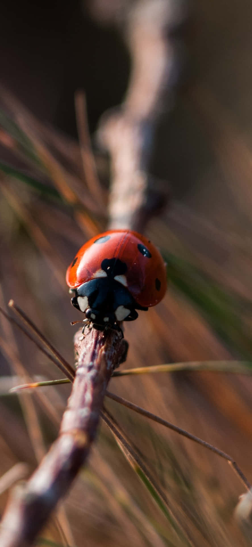 View The World From A Different Perspective With The Iphone Featuring A Cute Ladybug Design. Background