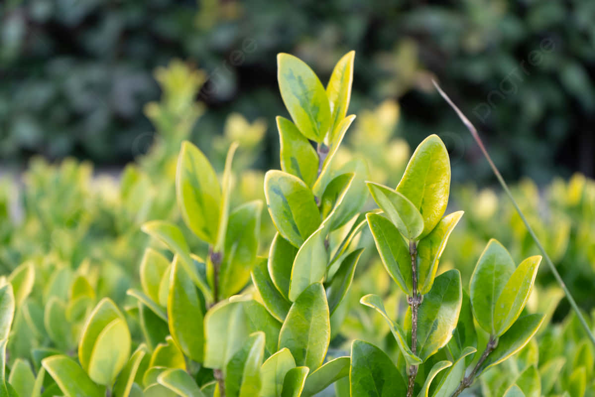 Vigorous Plant Desktop Background