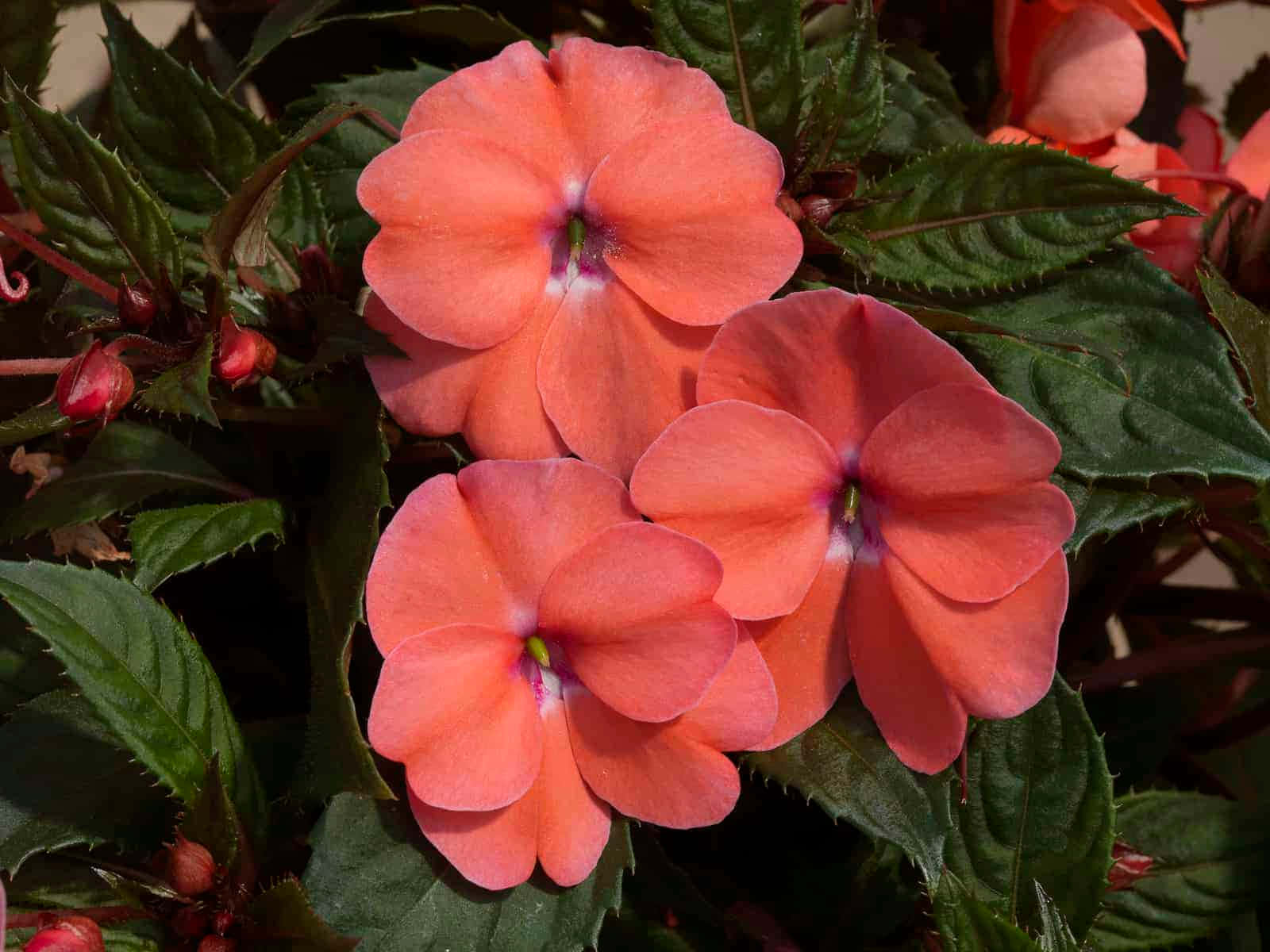 Vigorous Sunpatiens Flower Background