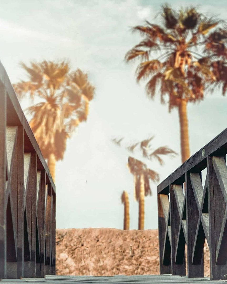 Vijay Mahar Black Bridge Palm Trees