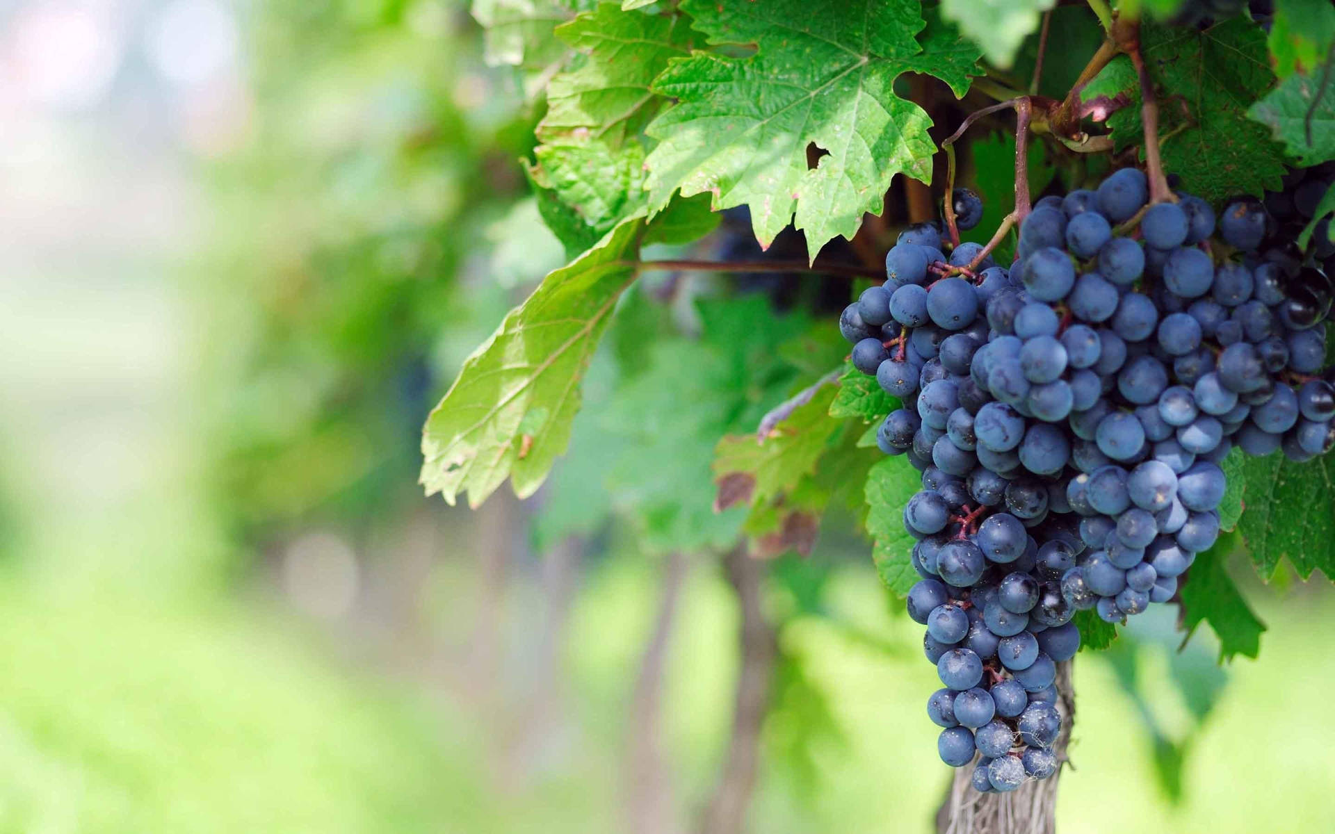 Vine Of Autumn Royal Purple Grapes Background