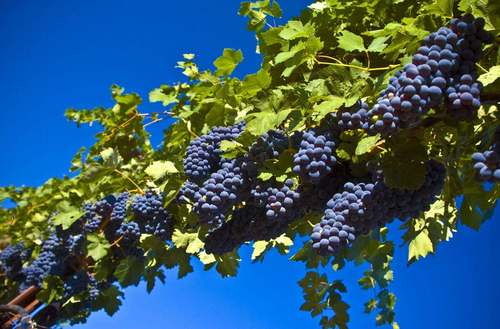 Vine Of Pinot Noir Wine Grapes Background