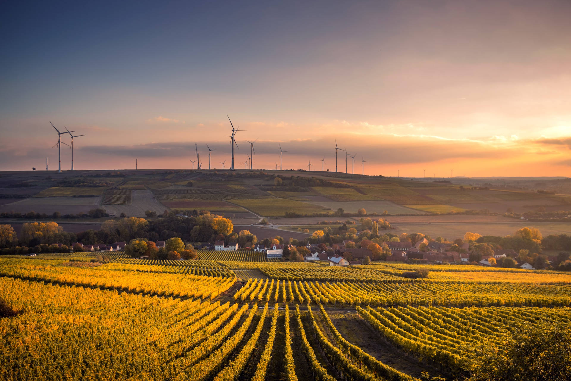 Vineyard Farm Alongside A Village With Wind Vanes Background