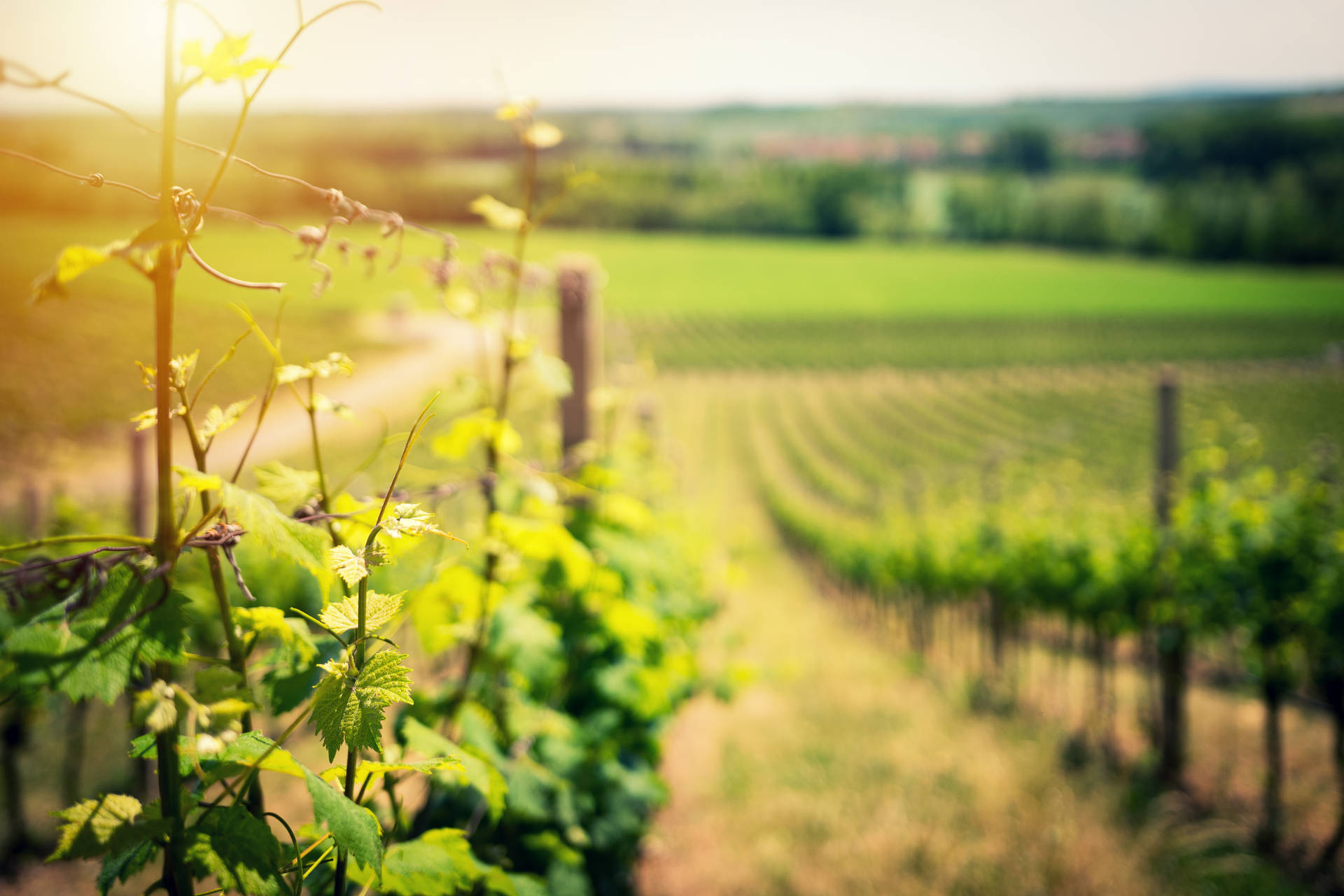 Vineyard For Wine Background
