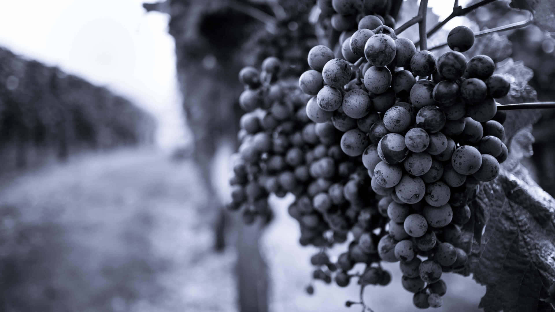 Vineyard Grapes Black White4 K Background