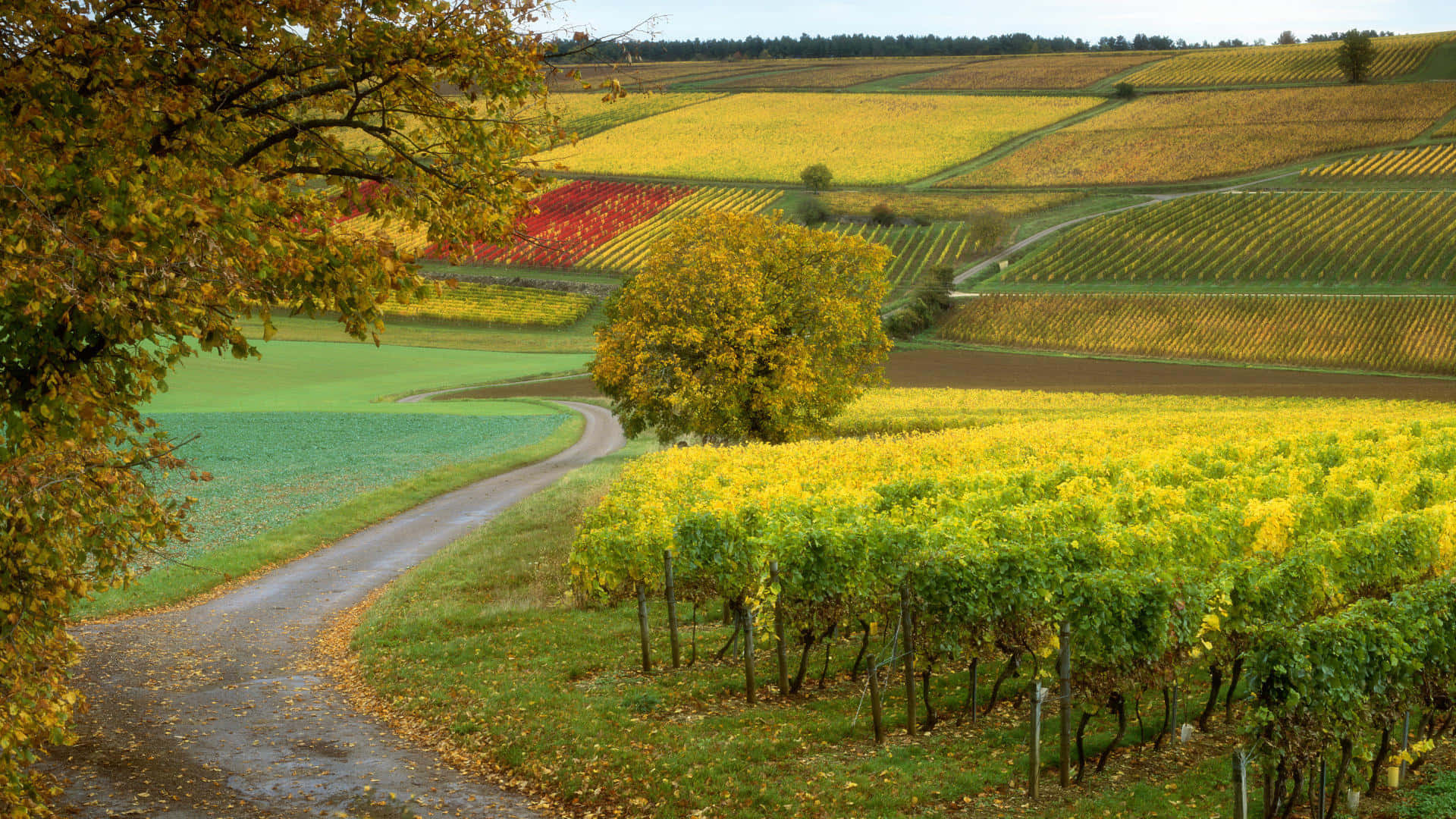 Vineyard In Side Road Background