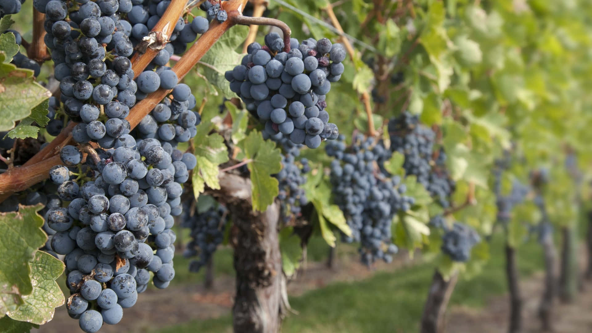 Vineyard With Concord Grape Background