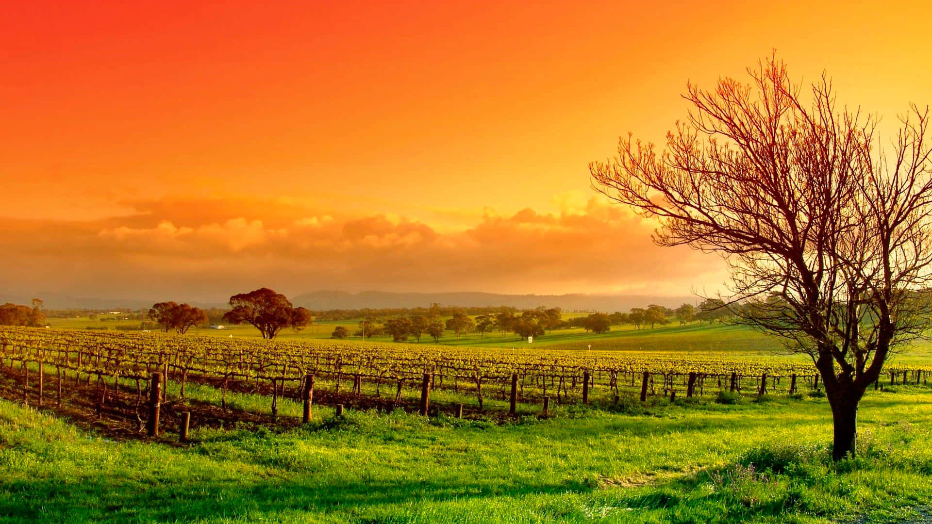 Vineyard With Leafless Tree Background