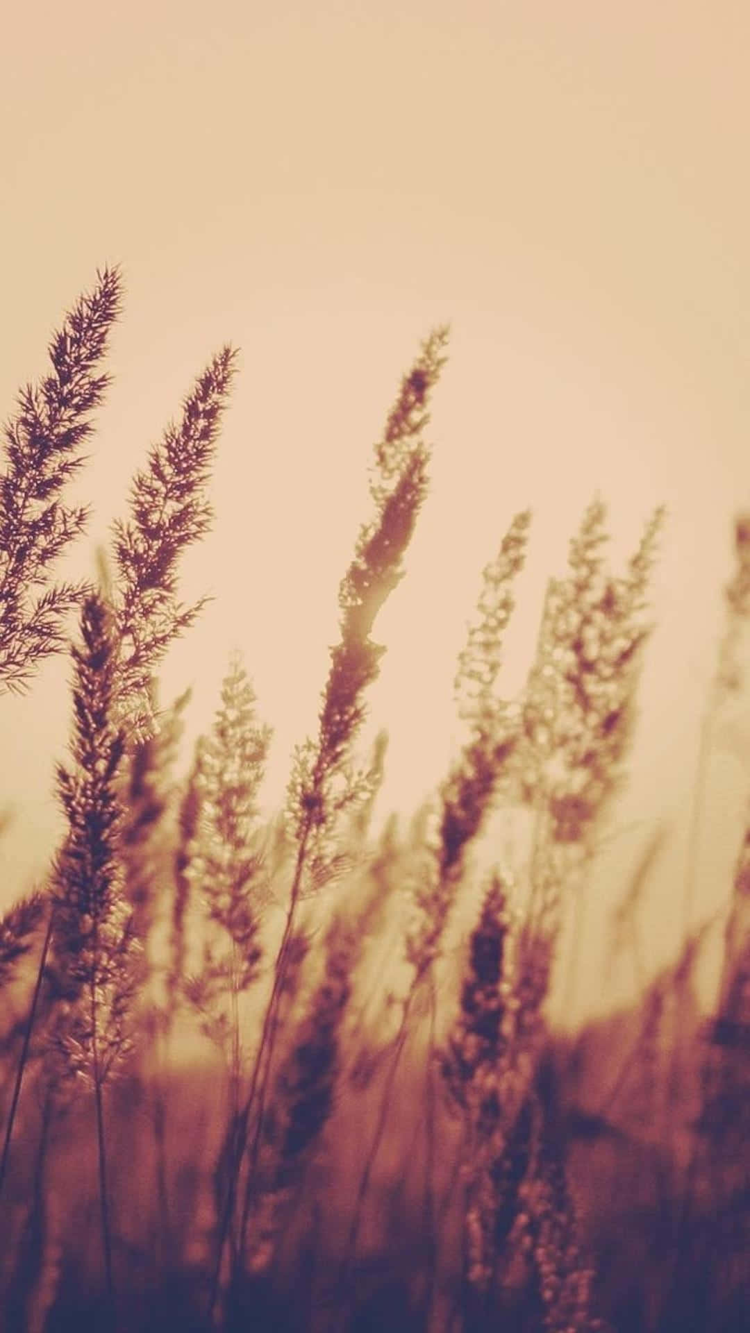 Vintage Aesthetic Plant In A Rustic Background Background