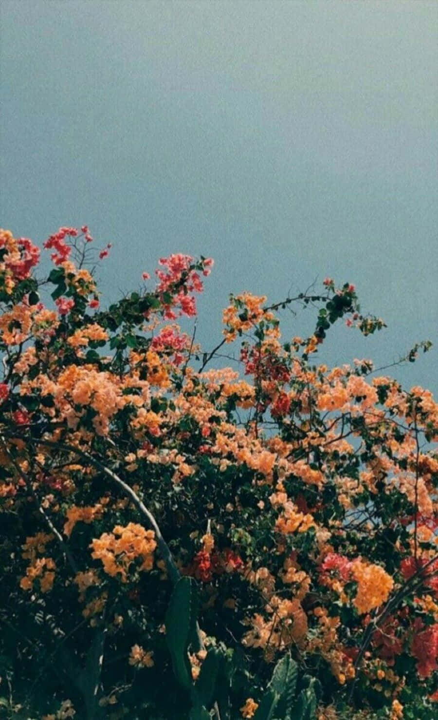 Vintage Aesthetic Plant In A Rustic Setting Background