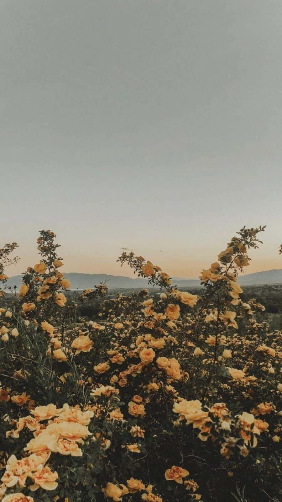 Vintage Aesthetic Plant In A Tranquil Setting Background