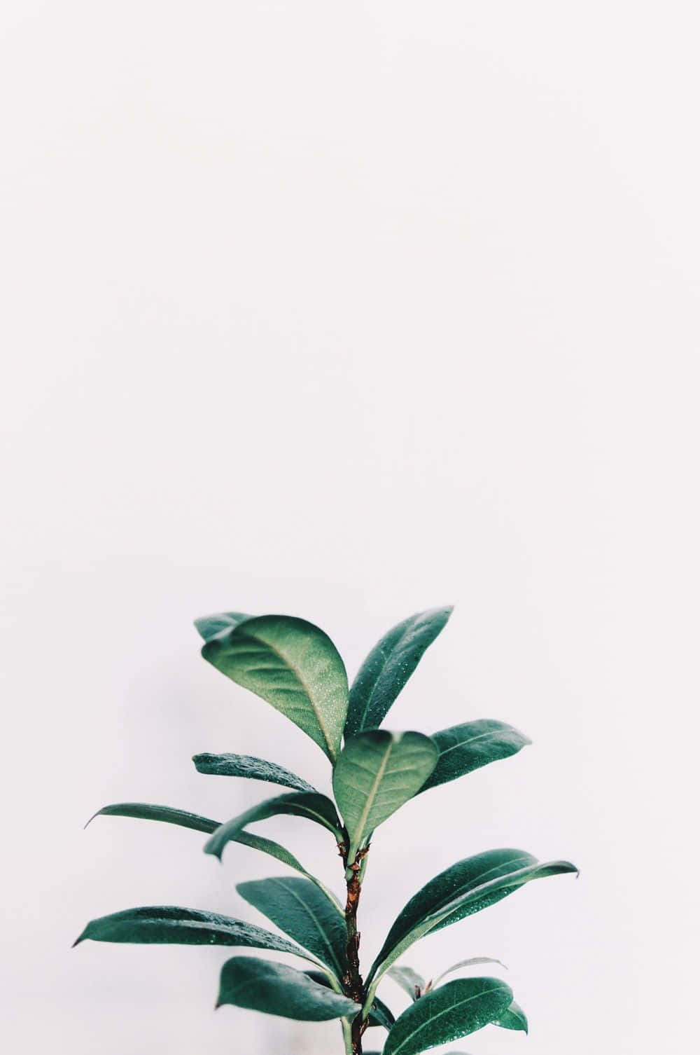 Vintage Aesthetic Plant - The Beauty Of Nature In The Past Background