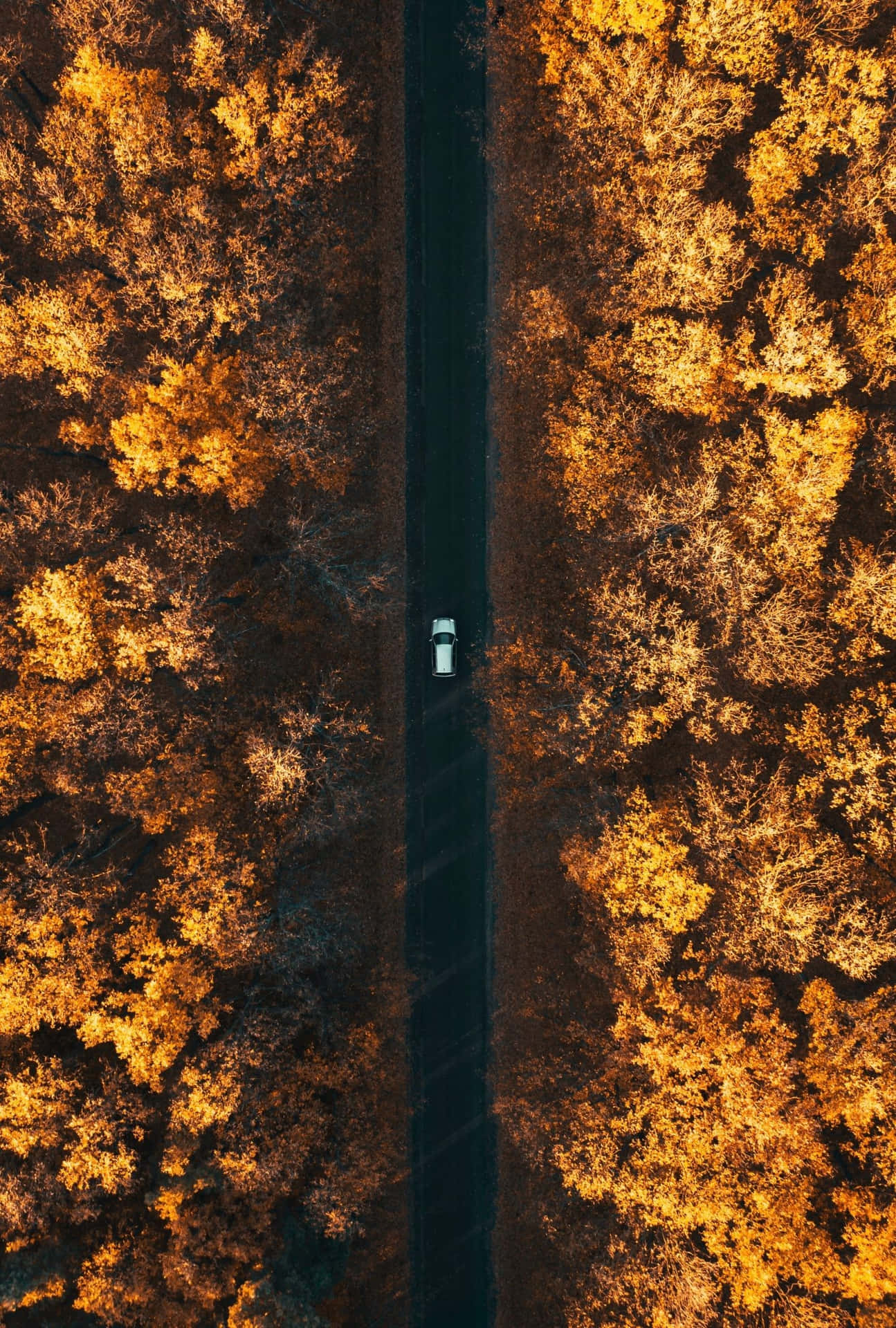 Vintage Autumn Aerial View Car Background