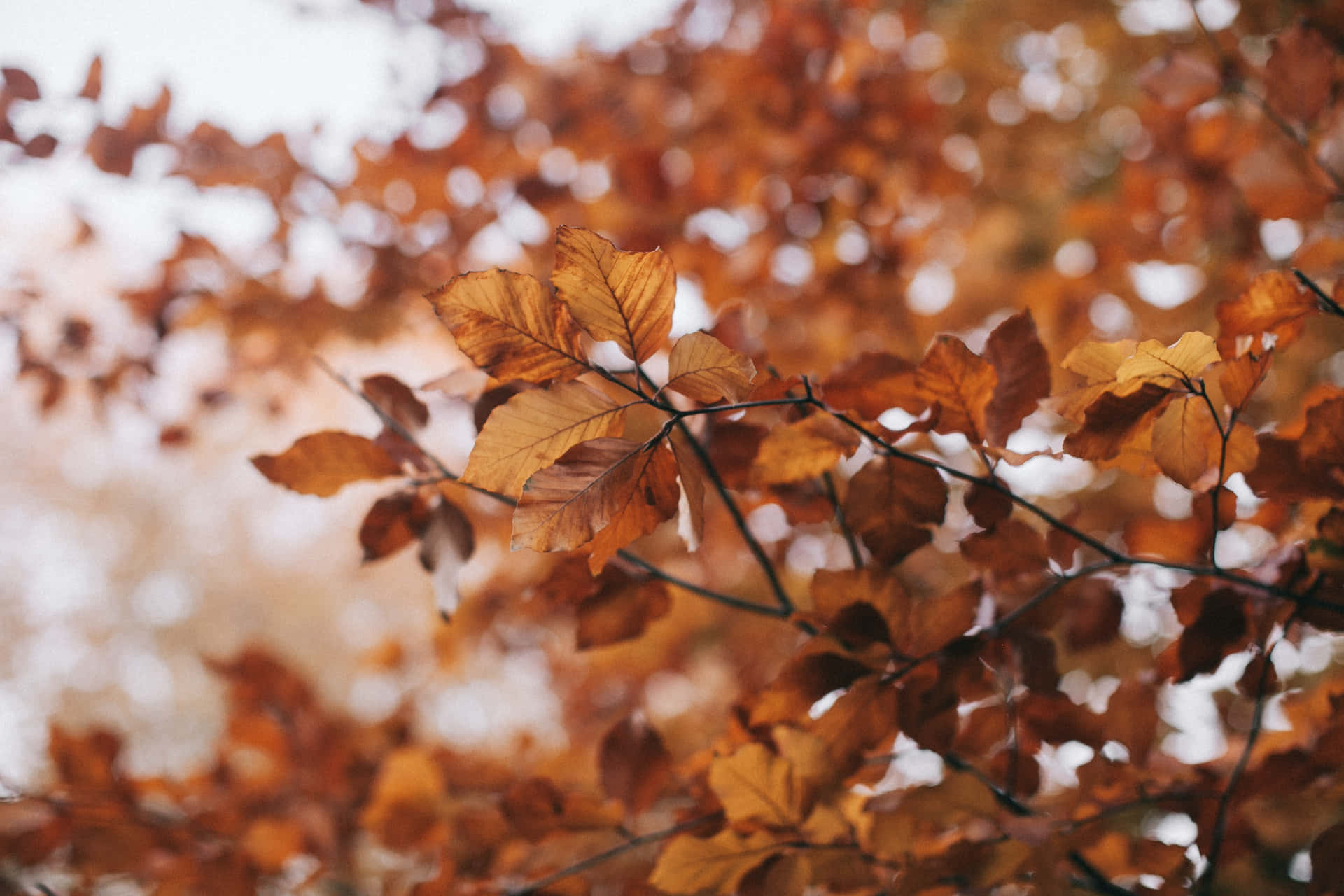 Vintage Autumn Close-up Tree Leaves Background