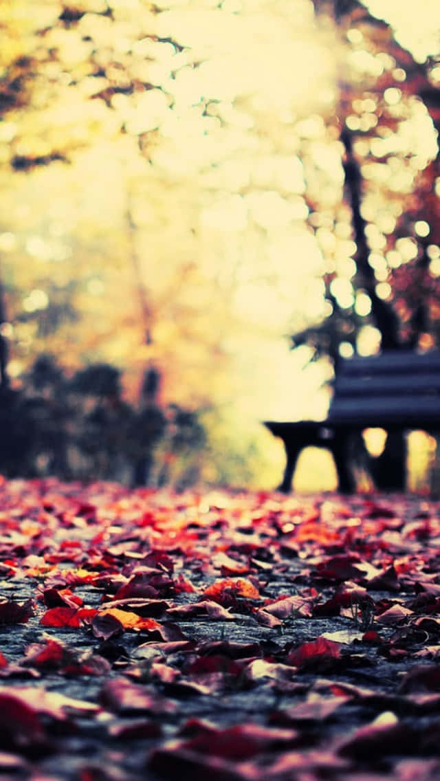 Vintage Autumn Ground Park Bench Background