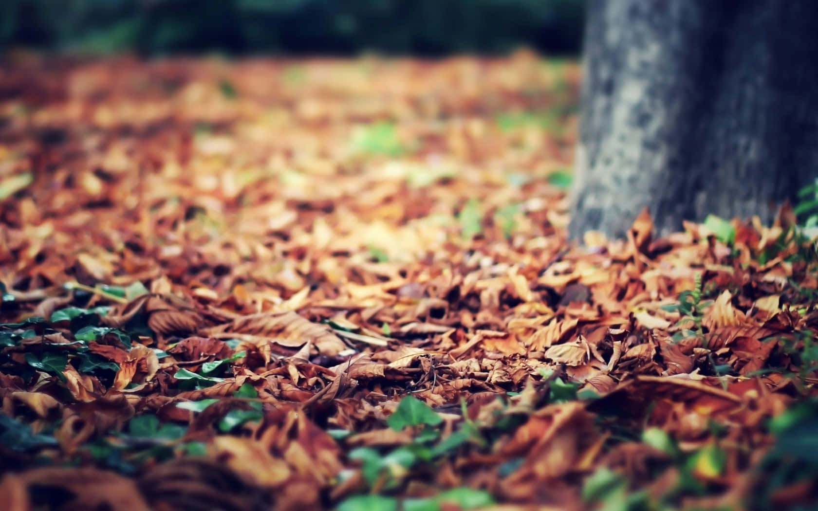 Vintage Autumn Leaves On Ground Background