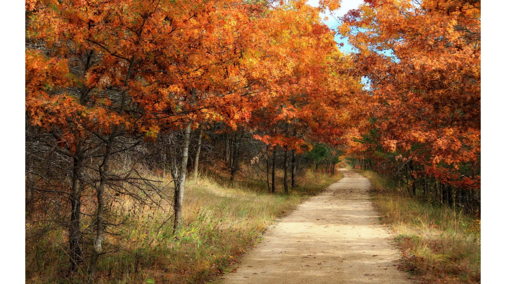 Vintage Autumn Realistic Painting Background