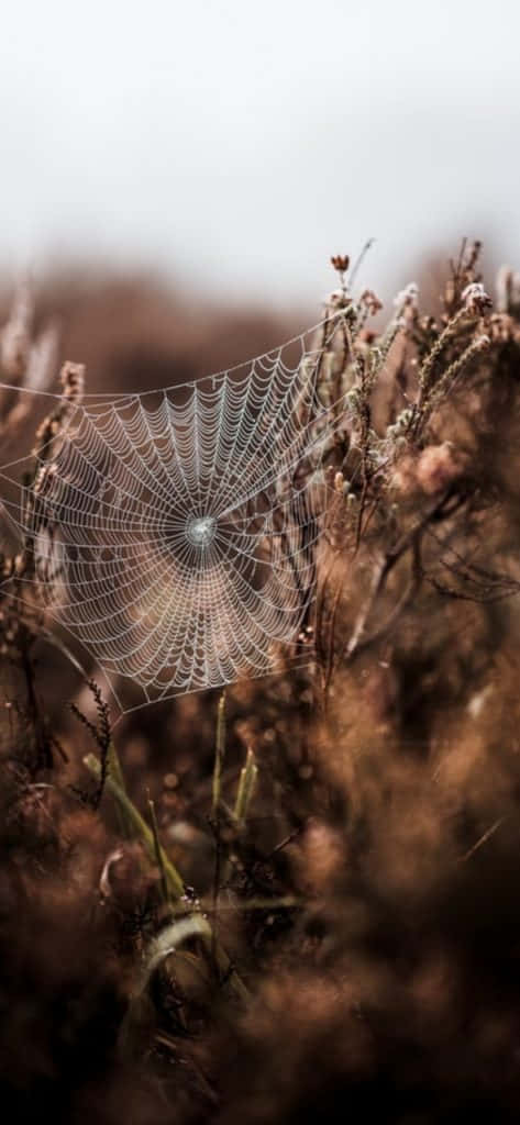 Vintage Autumn Spiderweb Plants Background