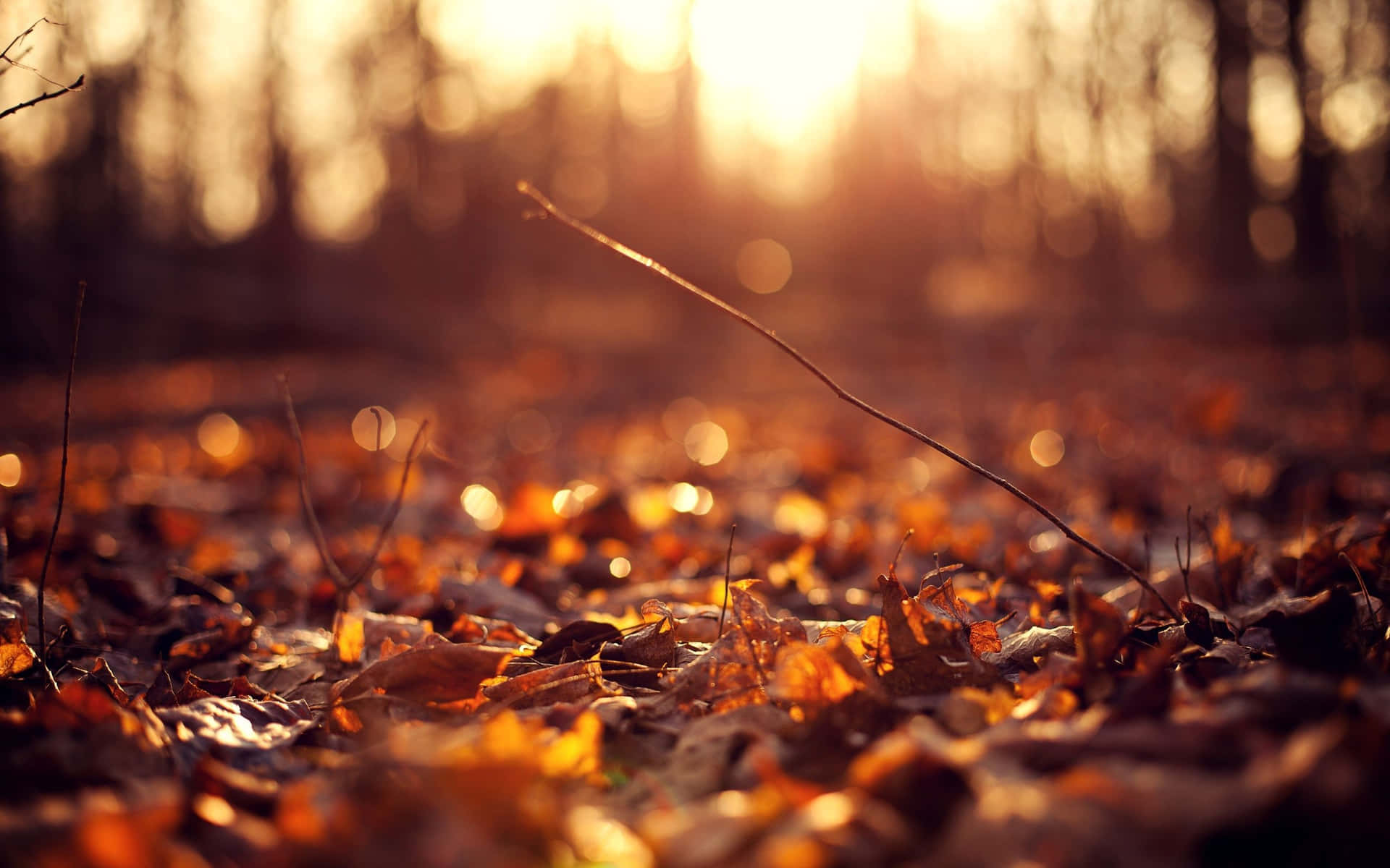 Vintage Autumn Sunset Light Background