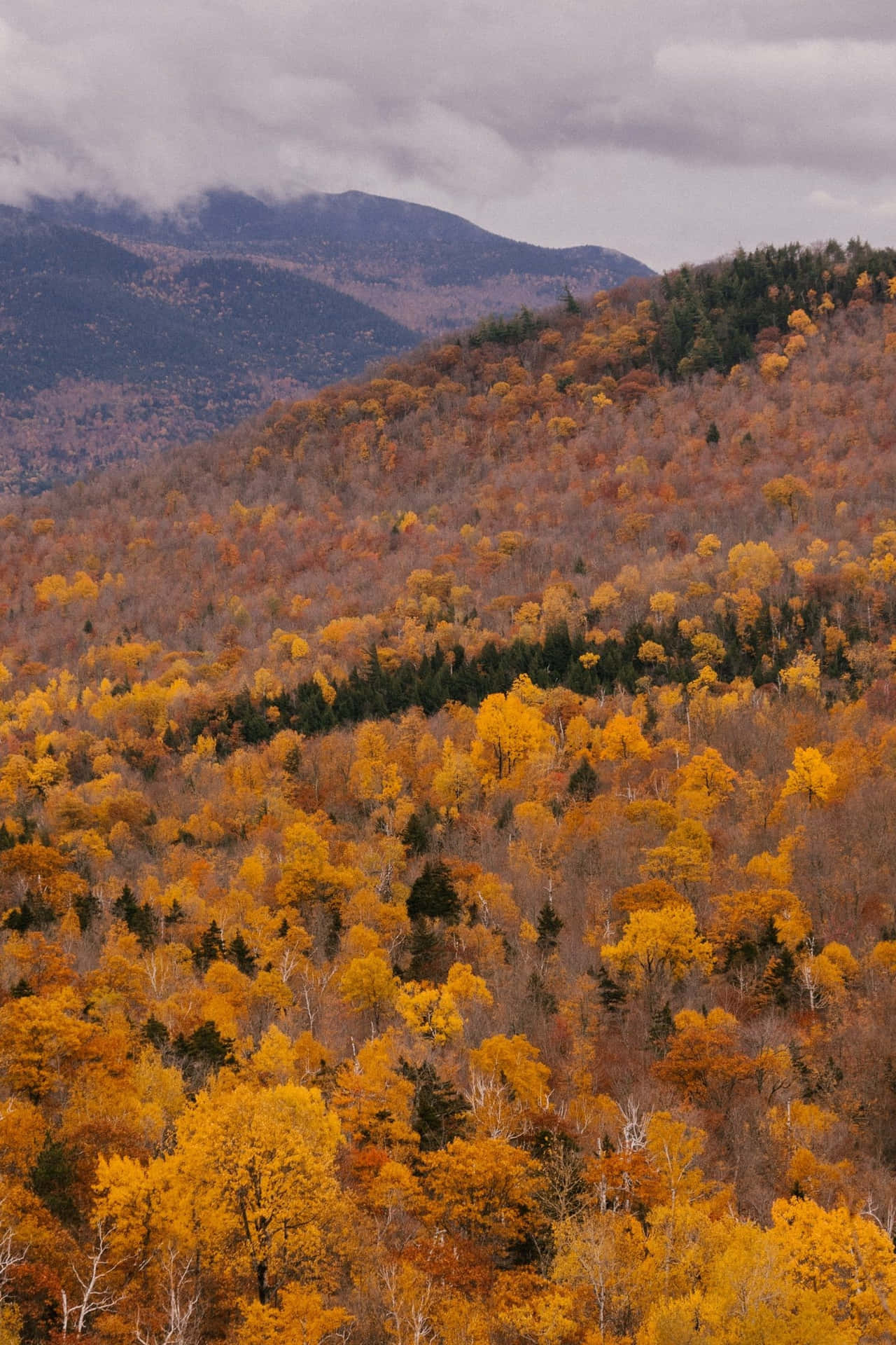 Vintage Autumn Tree Tops Background