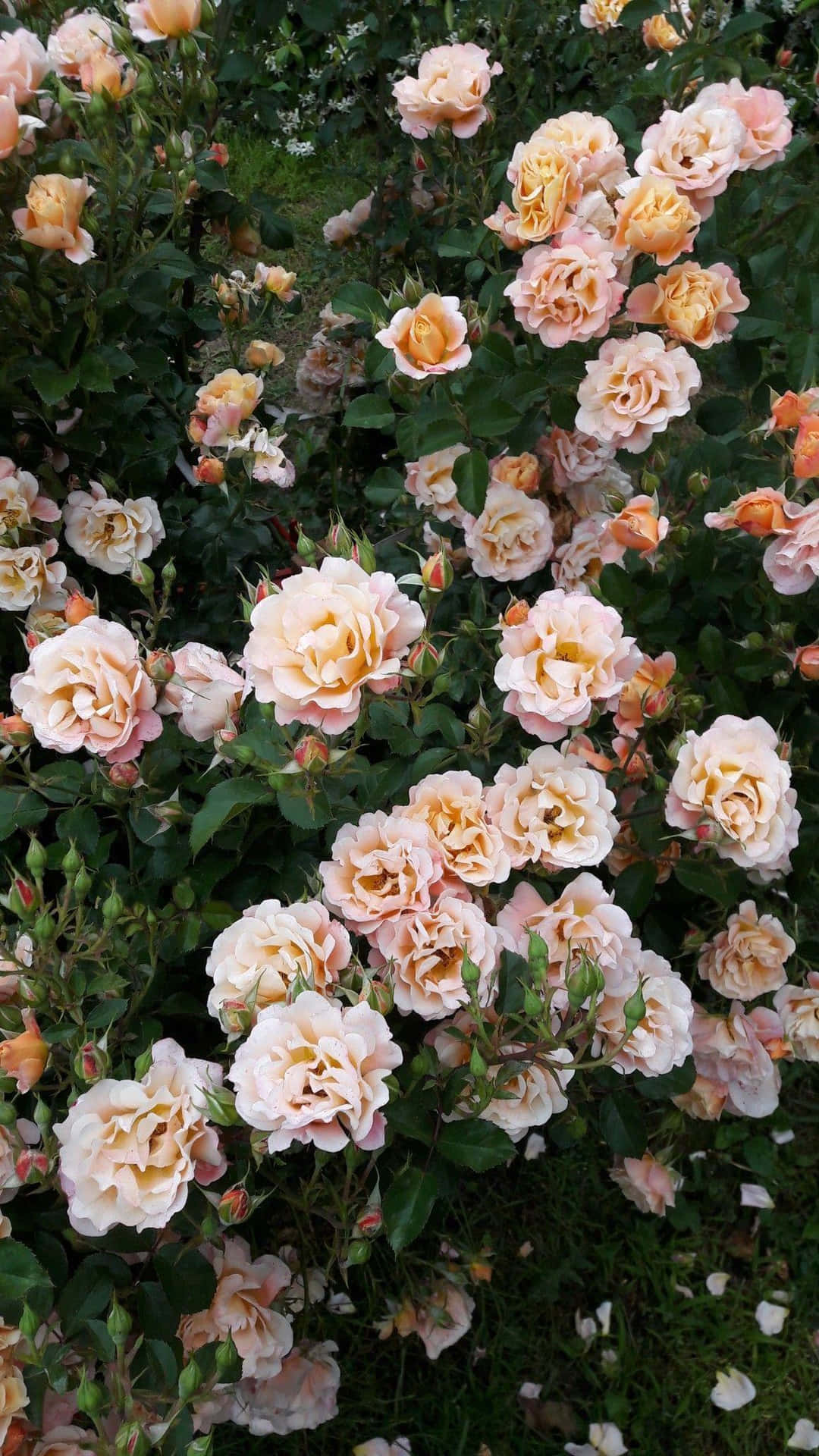 Vintage Beauty In Nature Background