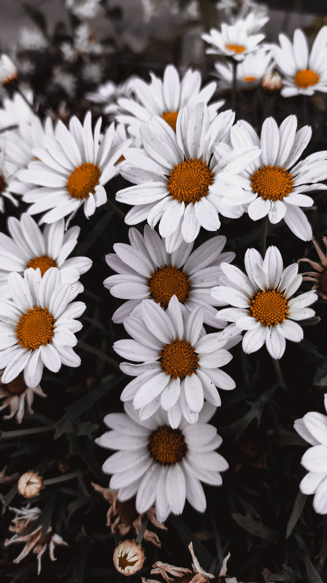 Vintage Daisy Flower Android Background