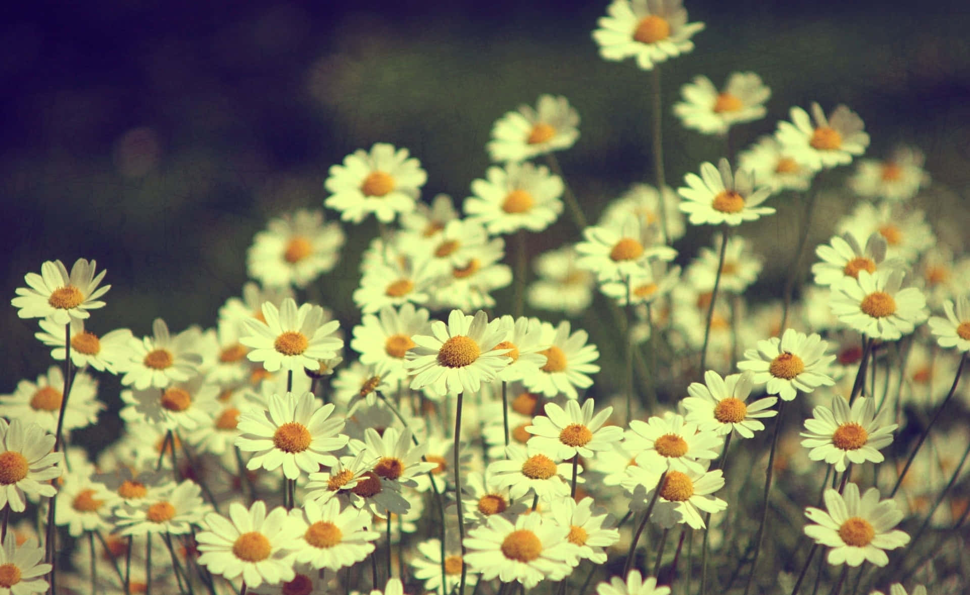 Vintage Desktop Daisy Flower Background