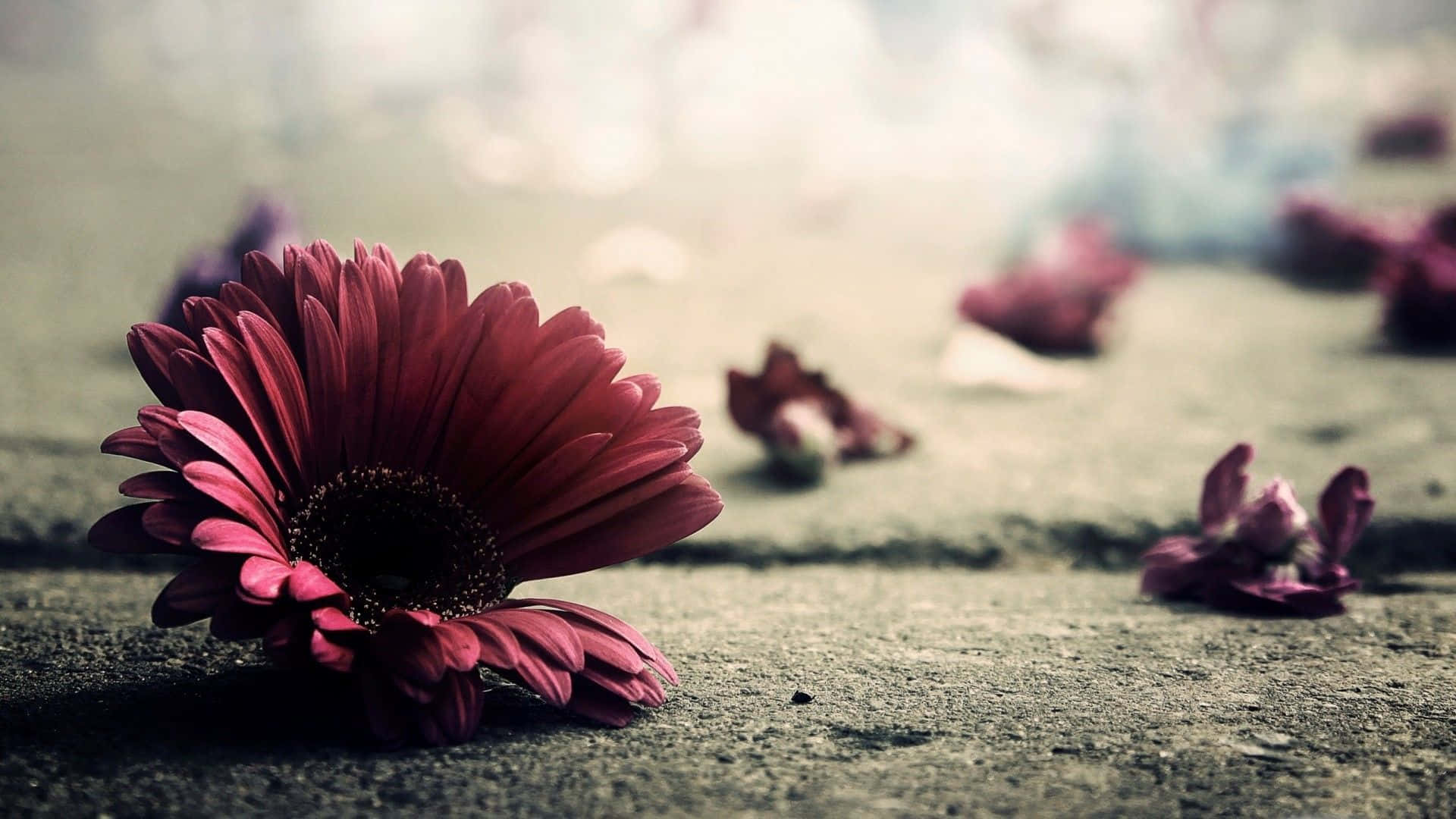 Vintage Desktop Flower On Ground