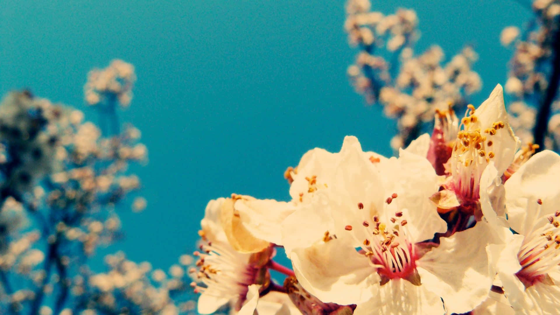 Vintage Desktop Focus Cherry Blossom