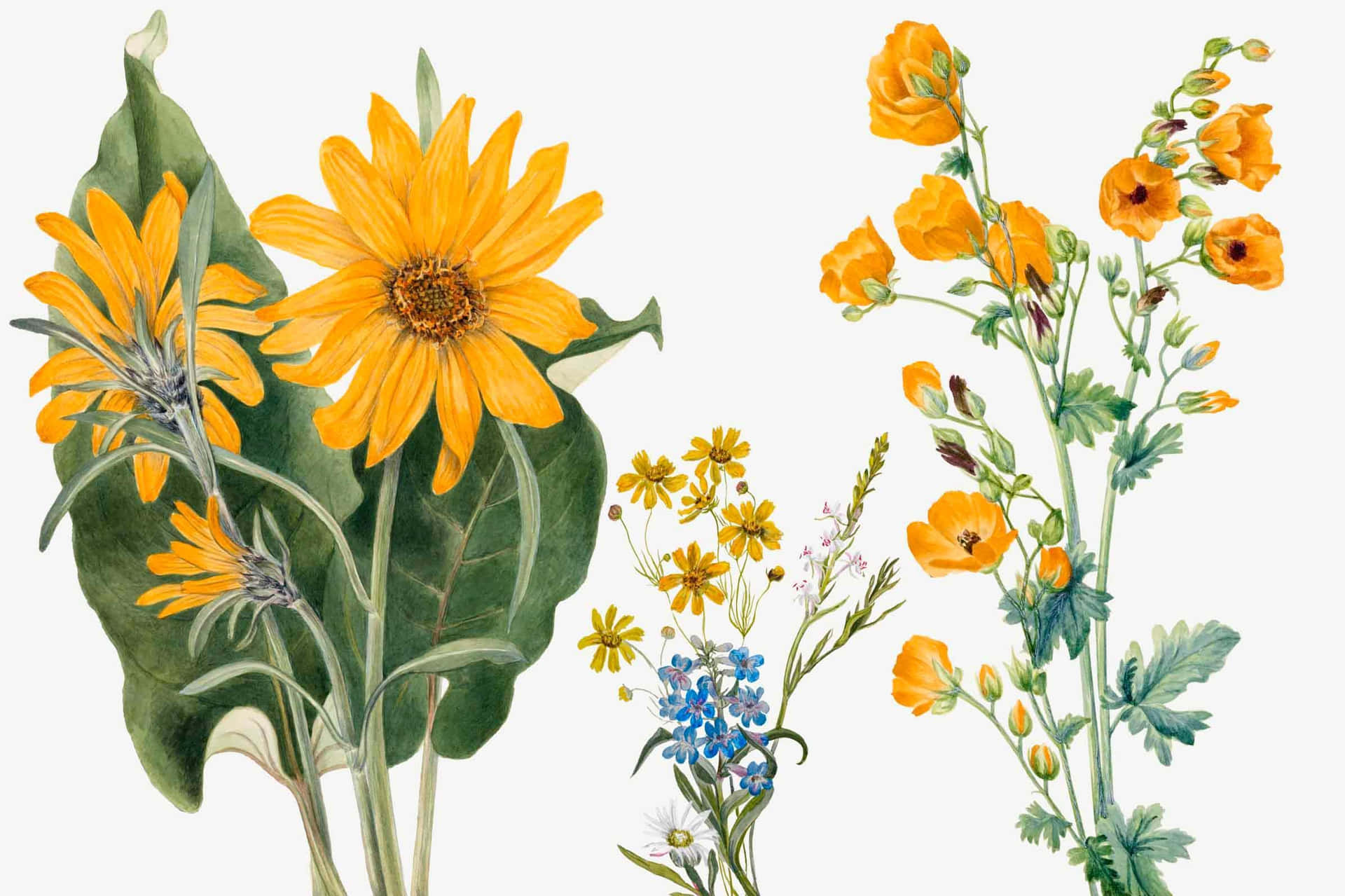 Vintage Floral Illustration Sunflowersand Poppies Background