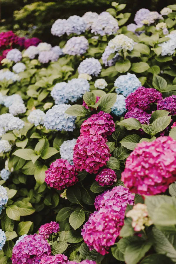 Vintage Flower Aesthetic Hydrangea Bush Background