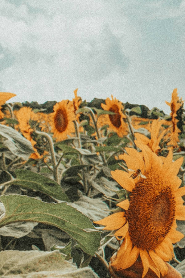 Vintage Flower Aesthetic Sunflower Field Background