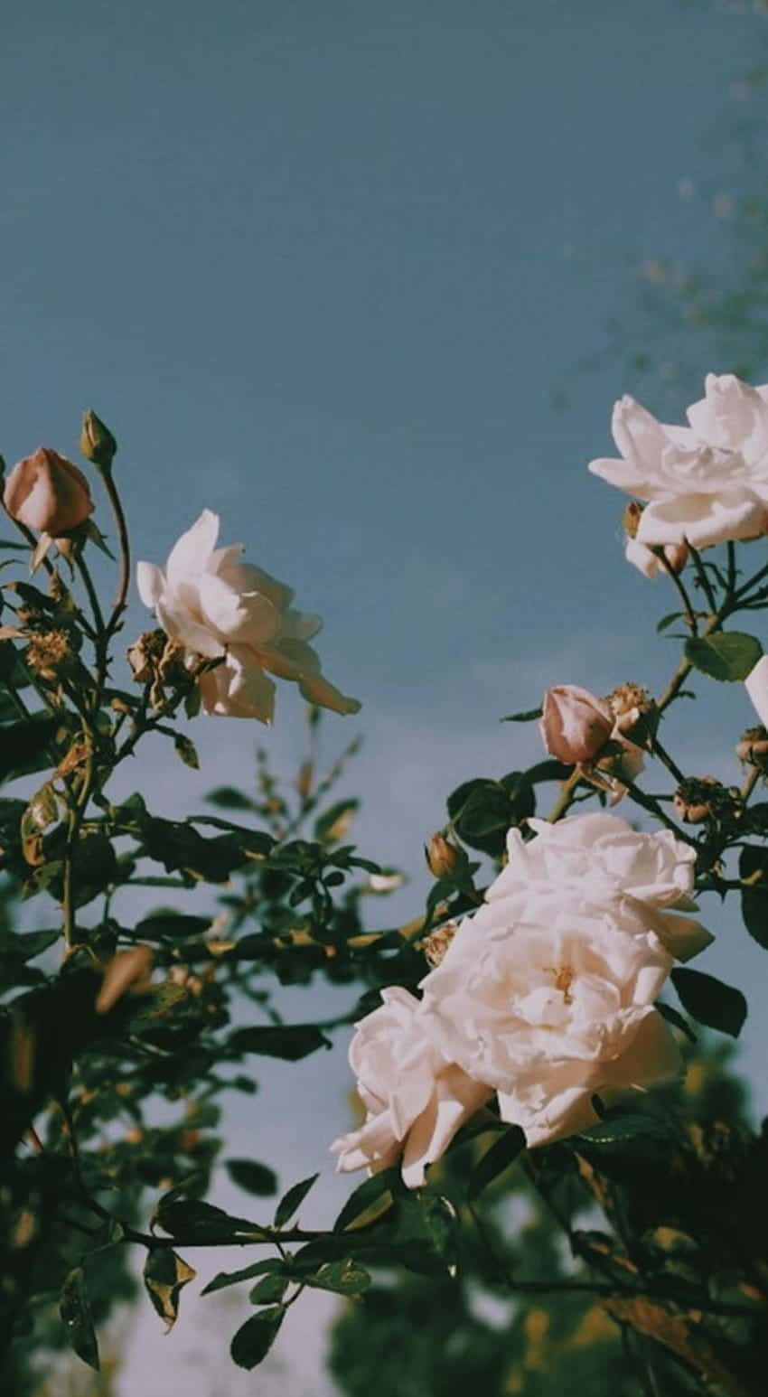 Vintage Flower Under The Sky Background