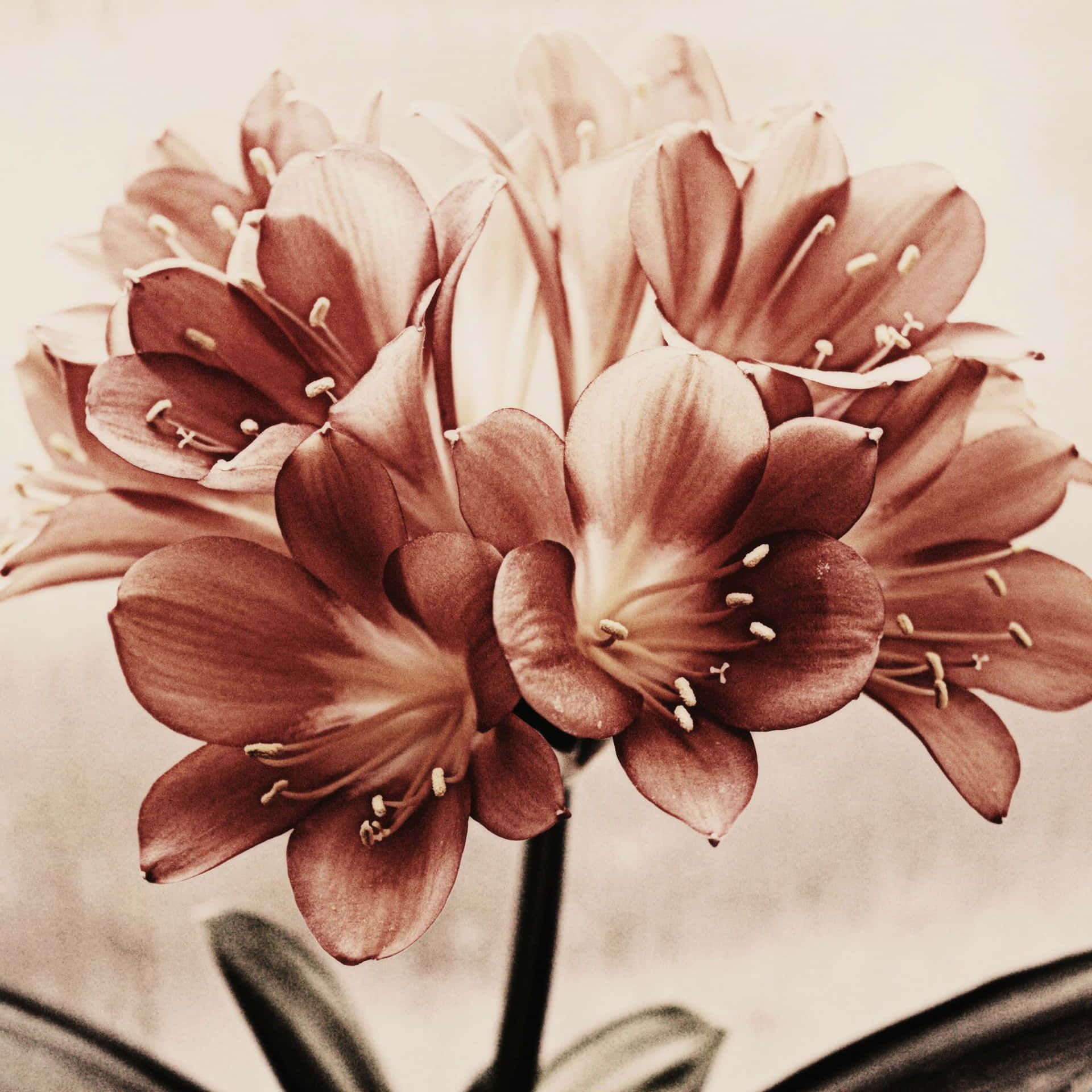 Vintage Flower With Big Petals Background