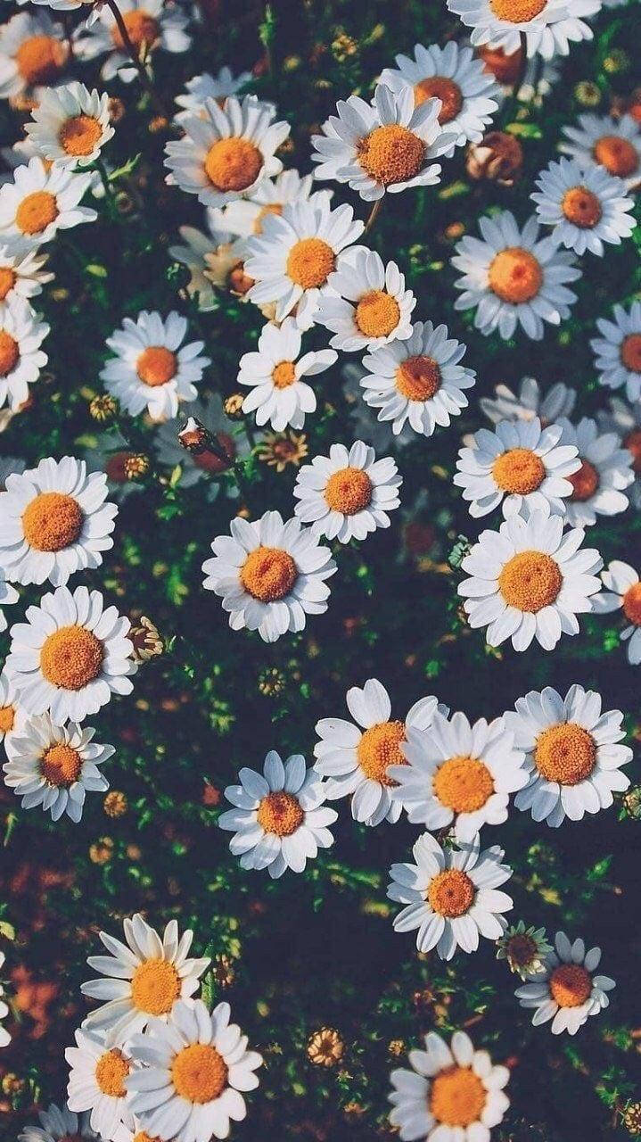 Vintage Iphone Aesthetic White Daisies Background