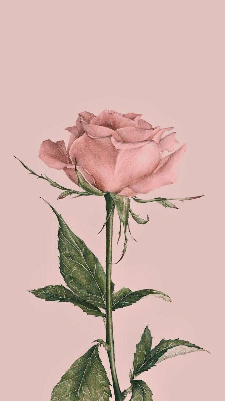 Vintage Iphone Pink Rose Flower Background