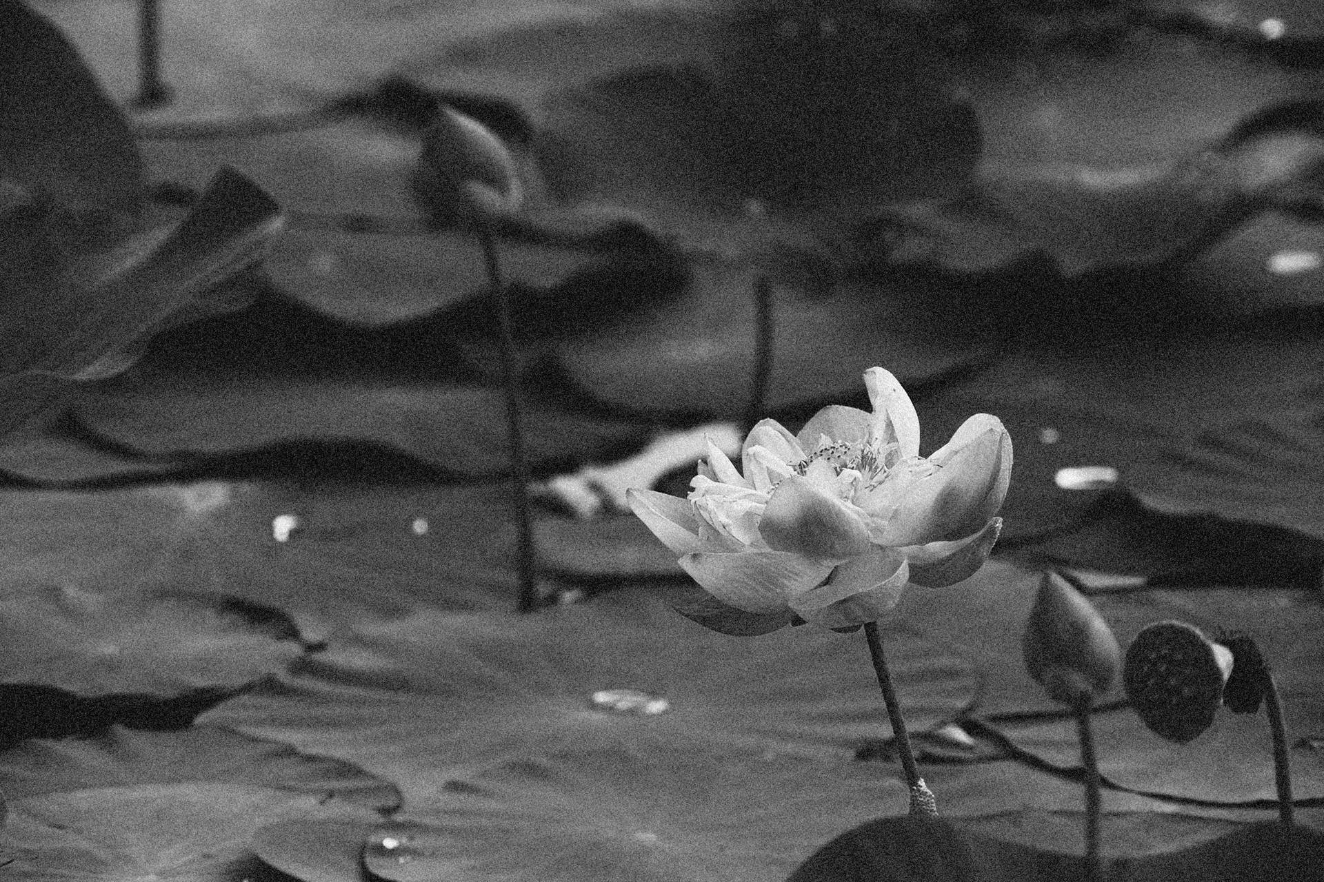 Vintage Lotus Flower Background