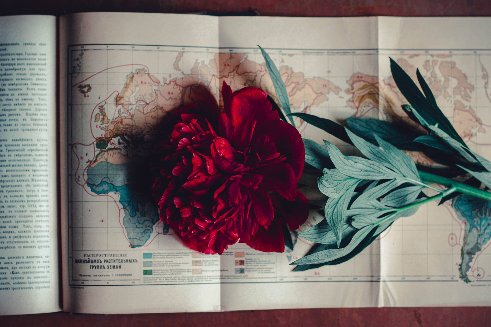 Vintage Minimalist Rose With Map Background